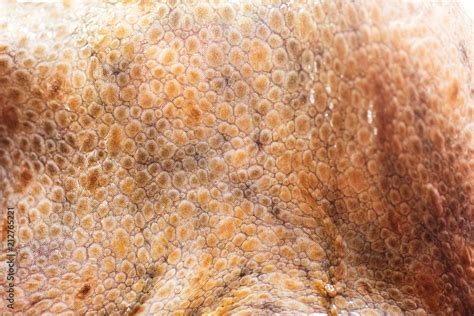Octopus Skin 2025